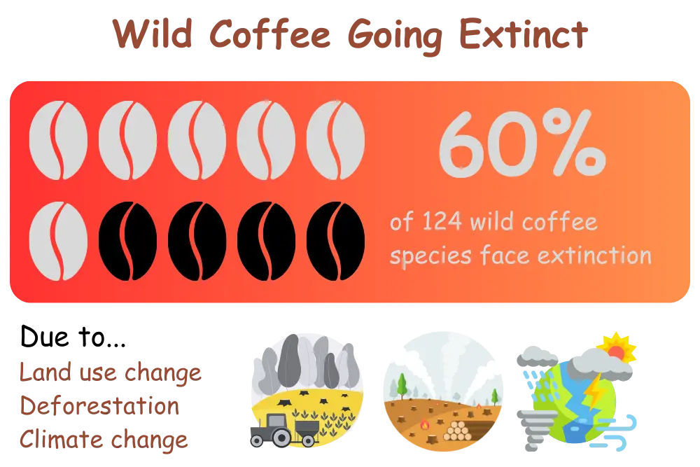 wild-coffee-going-extinct